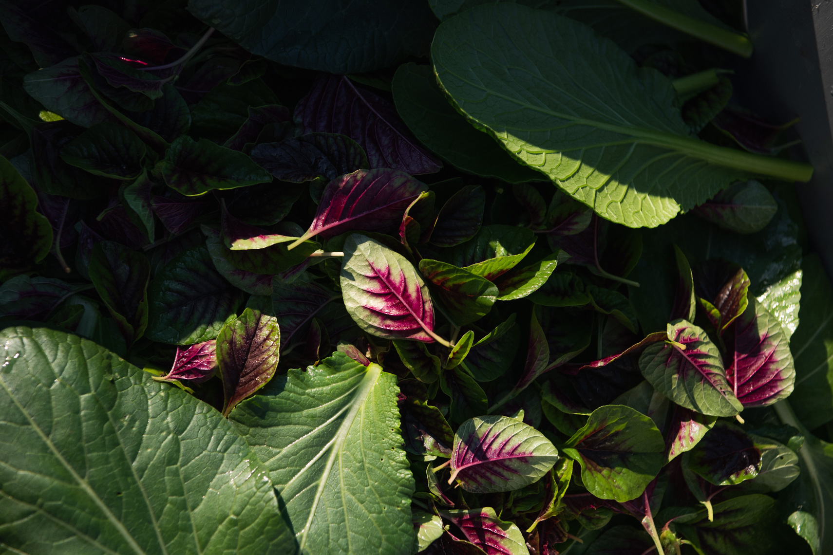 220831_Bohler_TianTianFarm-384